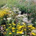 Biodiversität im Garten – Führung durch den Schaugarten